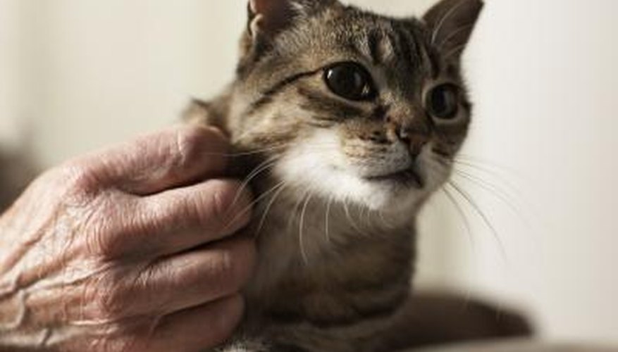 You can help your cat if it's choking.
