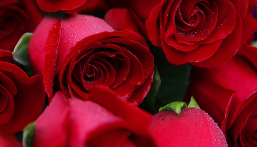 Red roses bunched together.