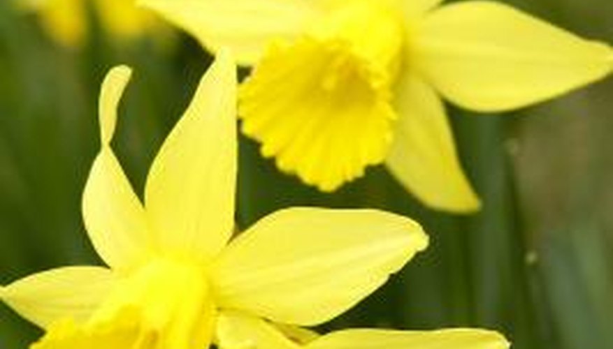 The yellow daffodil is a narcissus and is often associated with Easter.
