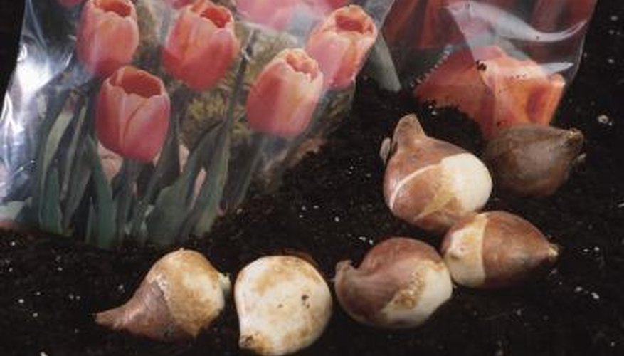 Tulips and tulip bulbs