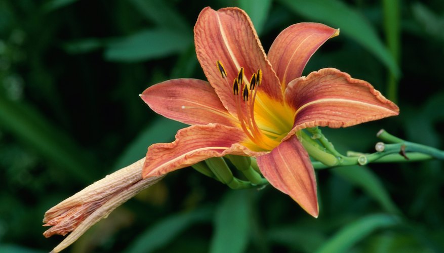 How Do Lily Plants Reproduce Sciencing