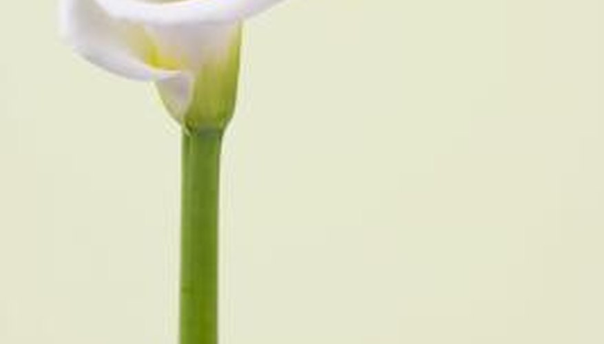 Calla lilies' flowers can change colours if growth conditions are not right.