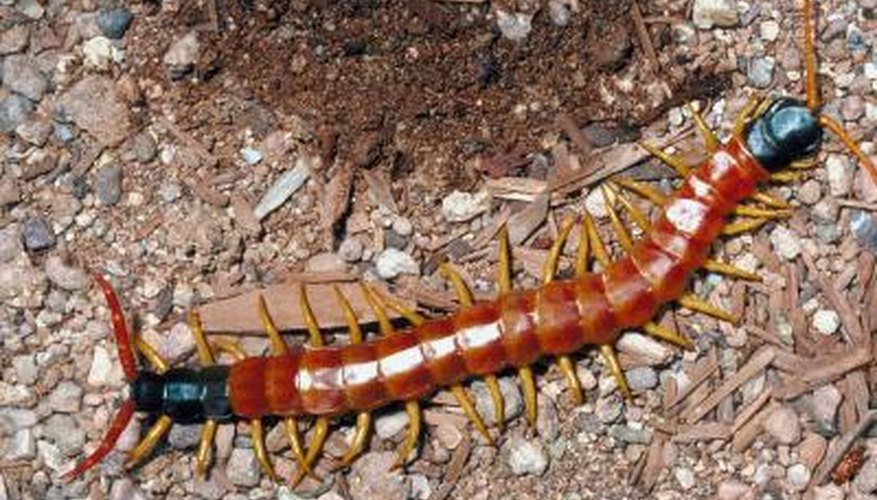 Centipedes are often mistaken for small red worms.