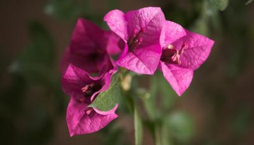 Growers of bougainvillea often let the plant dry out until it wilts to stimulate the plant to form flowers
