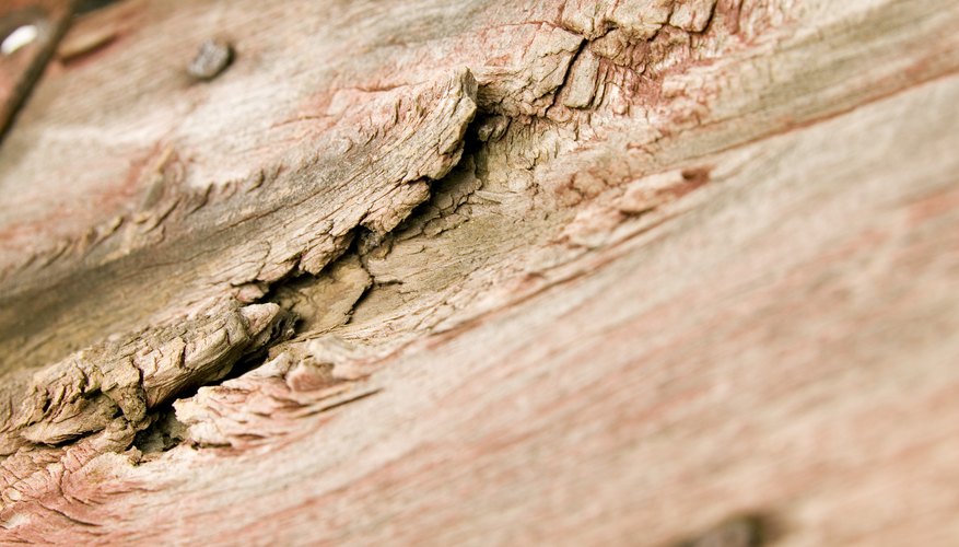 You must treat dry rot without delay.