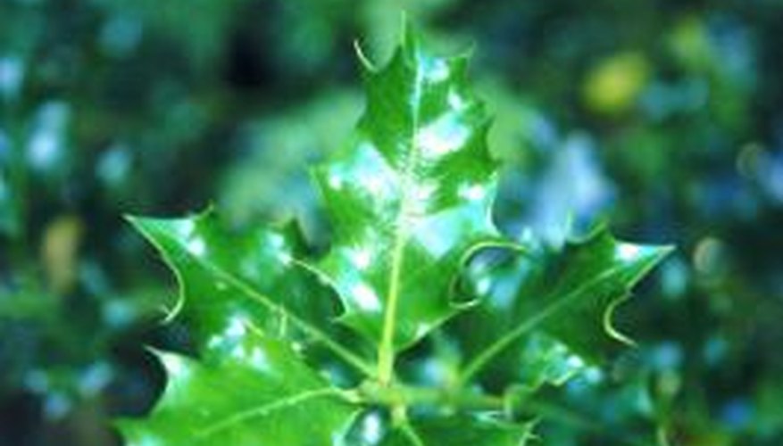 Holly plants have distinctively shaped foliage.