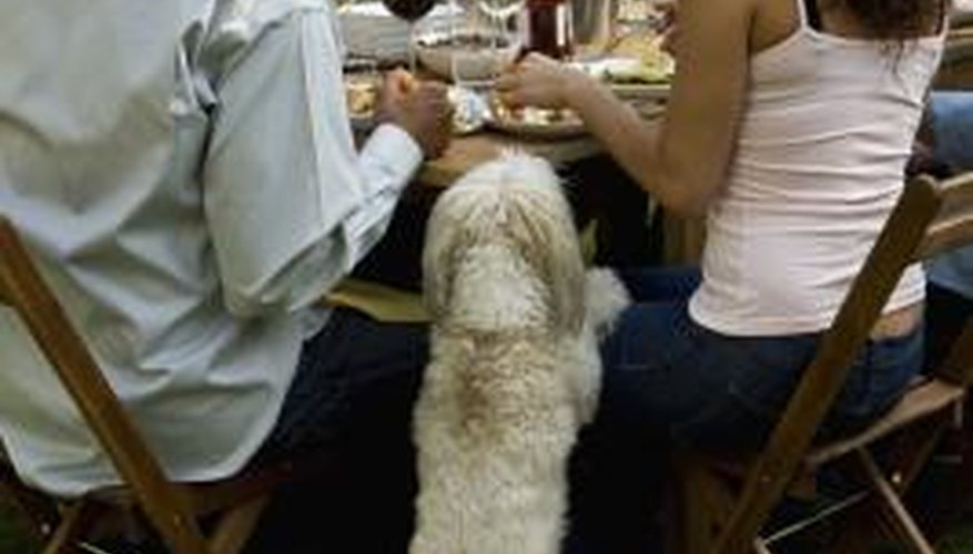 The amount your cockapoo should eat varies by its size.