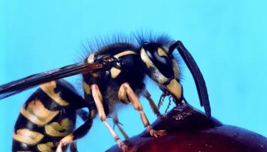 Wasps attack when they feel threatened.