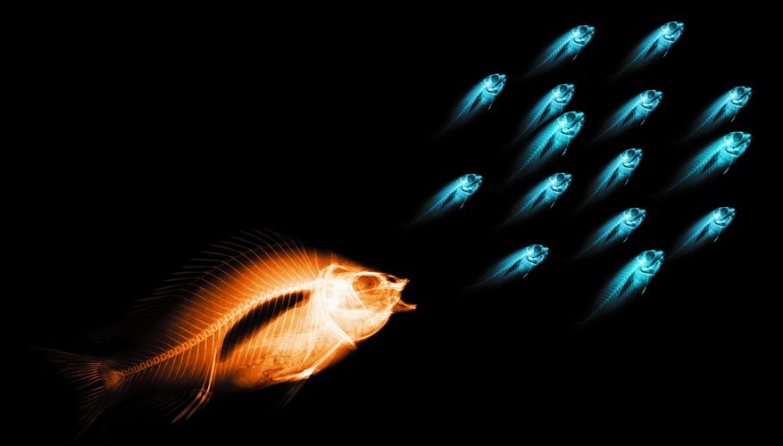 The Destruction of the Marine Ecosystem | Sciencing