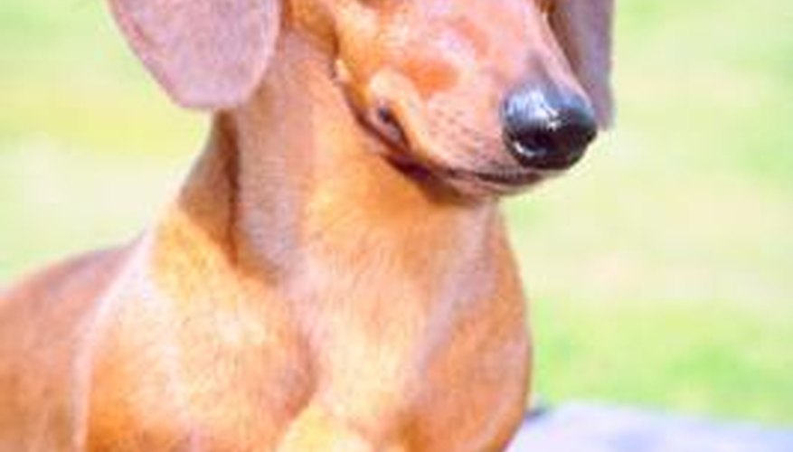 Dachshunds were bred to hunt rats.