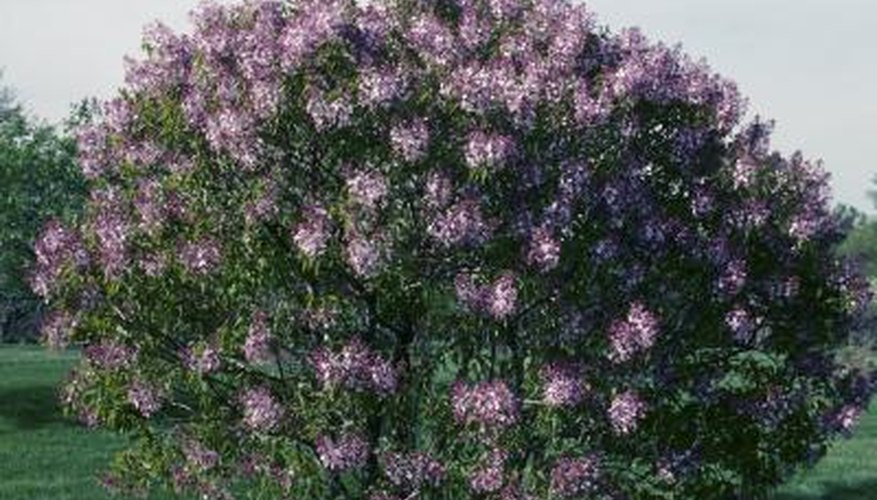 While spectacular in the landscape, the lilac can also become a nuisance as it ages.