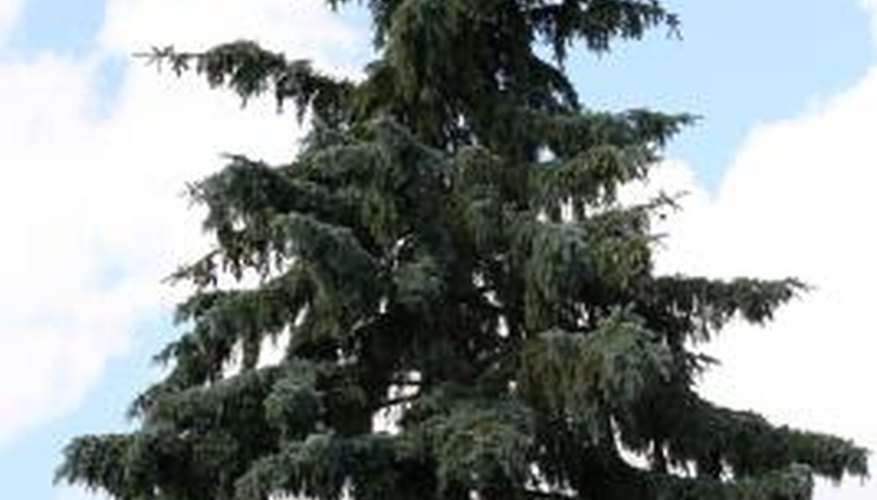 A number of conifers, including spruce, can tolerate clay soil.
