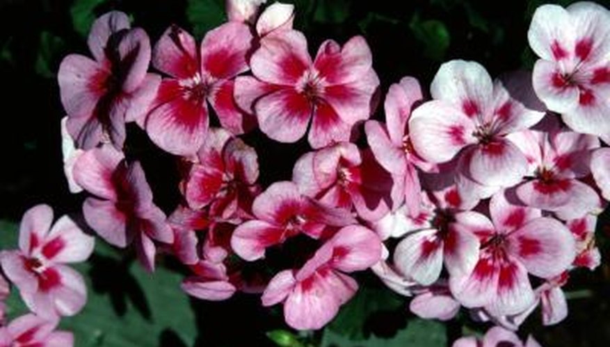 Cranesbill geraniums love morning sun and afternoon shade.