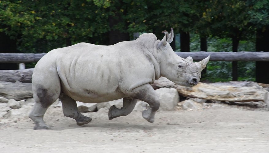 How Fast Does a Rhino Run Sciencing
