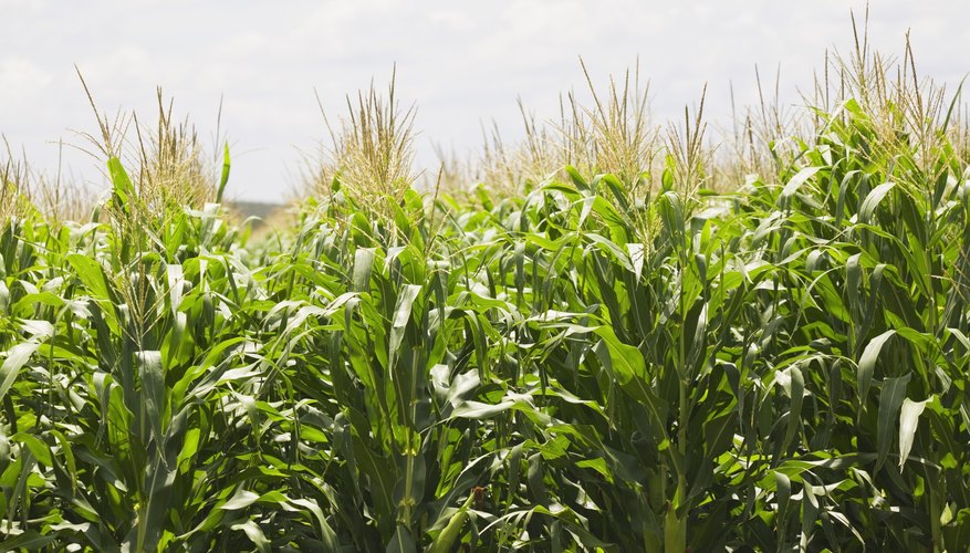 Corn stalks growing.