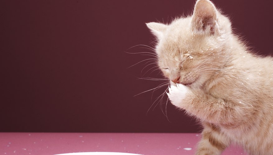Younger cats recover faster from the procedure