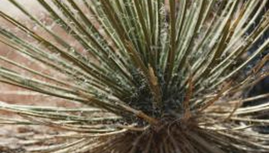 Yucca plants thrive under harsh conditions, including poor soil and full shade.