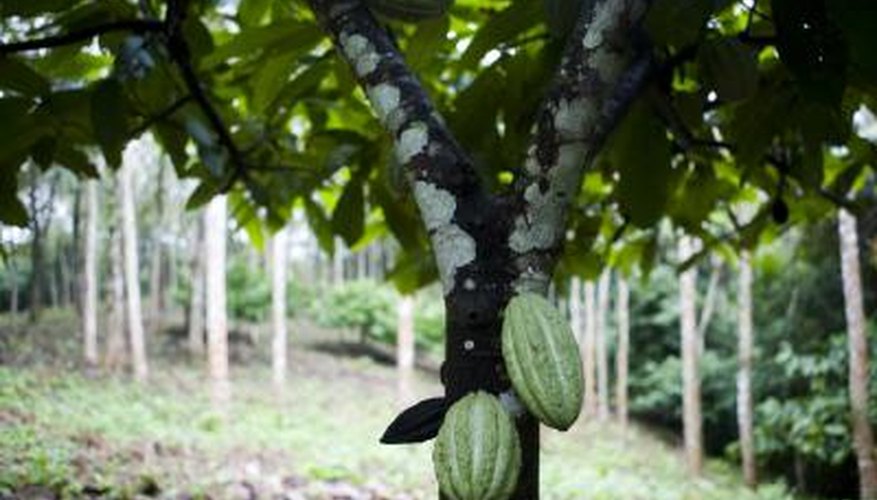 A chocolate tree with ripening pods on the trunk.