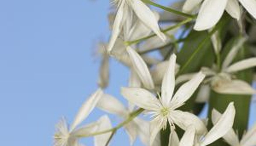 Clematis can be badly damaged by frost.