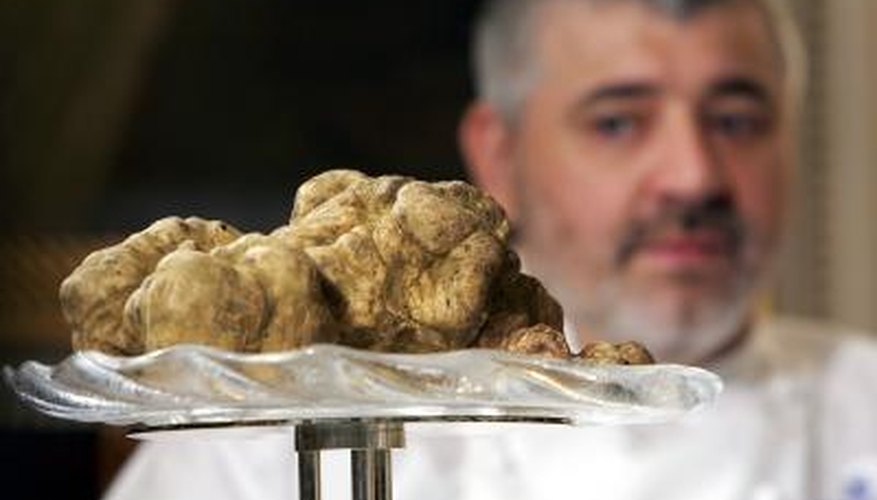 The Oregon white truffle is found in the Pacific Northwest from British Columbia to Northern California.