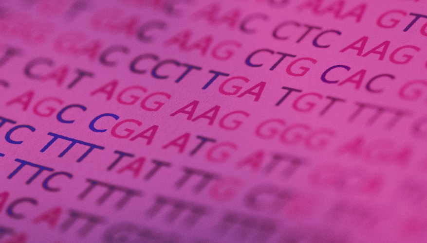 three-examples-of-a-single-allele-trait-sciencing