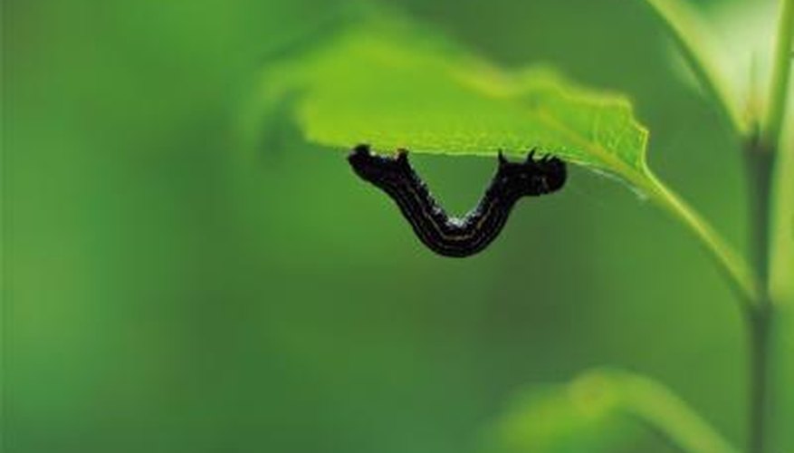 Black worms can be found in many gardens, but they are often actually caterpillars.