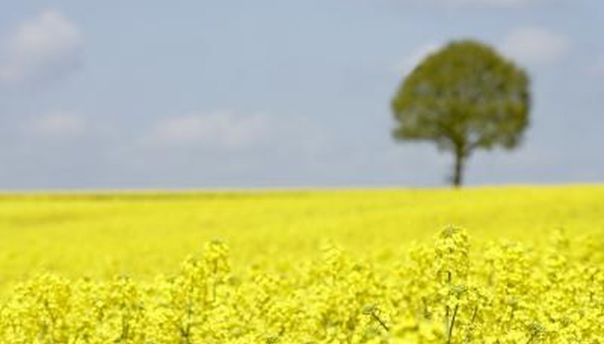 Rapeseed beautifies the countryside when the saffron-coloured flowers are in bloom.