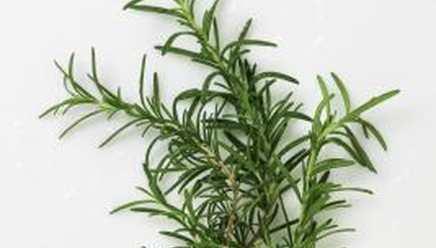 Rosemary adds flavour to meat, vegetables and breads.