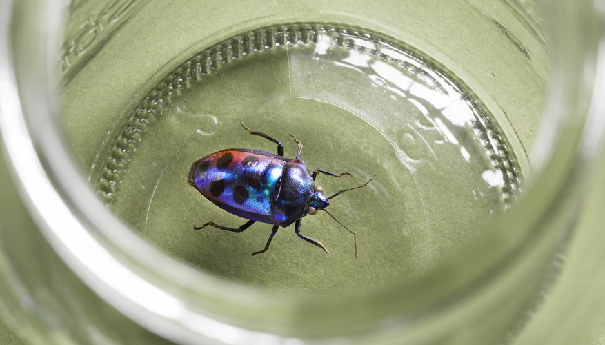 The scarab beetle was associated with rebirth and new life.