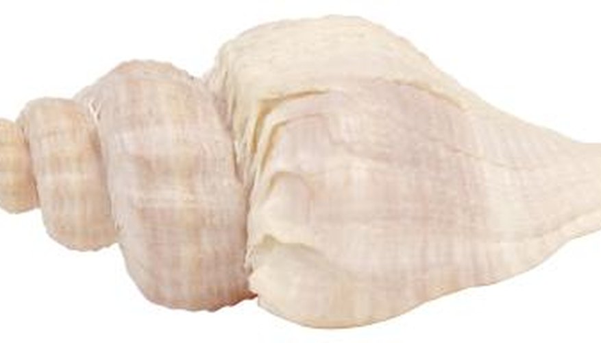 Soaking seashells in vinegar can create a dissolve effect.