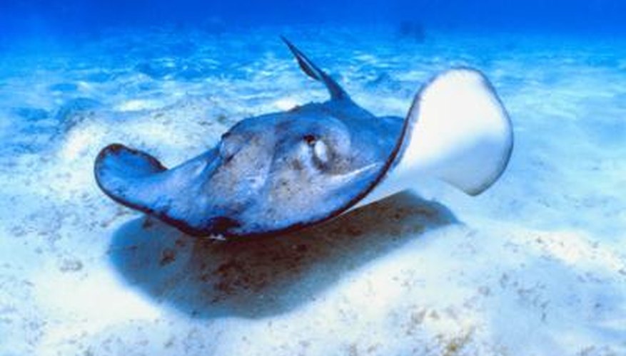 Stingrays have a number of adaptations, such as flat dorsal fins