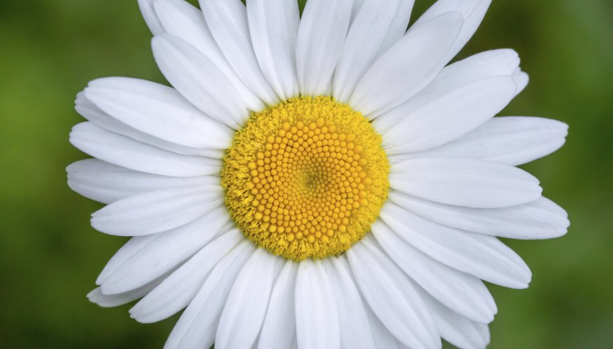 Parts of a Daisy Flower