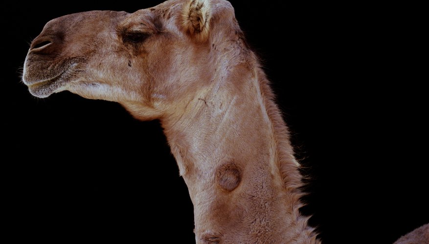 Horses were thought to be slower than camels in ancient Egypt.