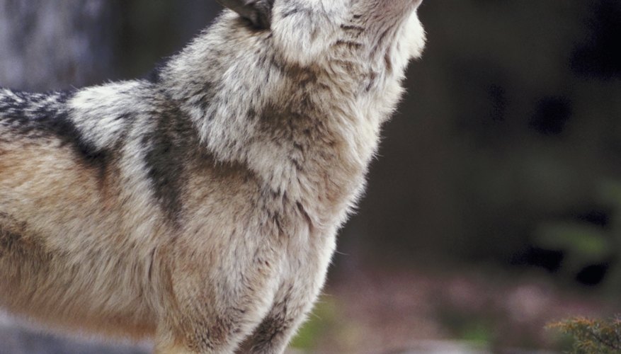 Tourists love to see and hear wolves.