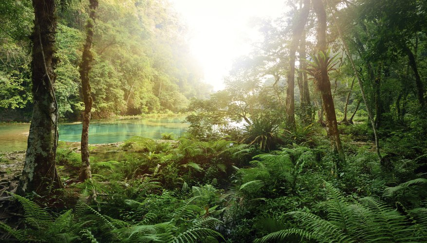 The rainforest in Guatemala.
