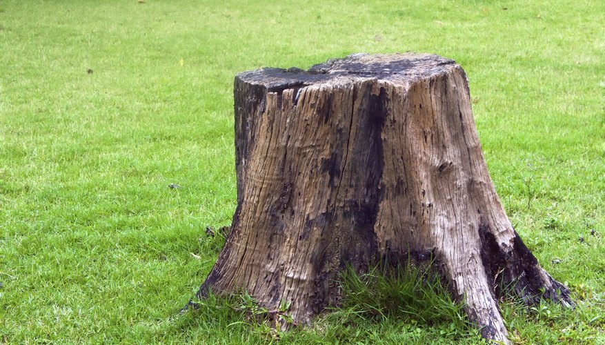 Turn your back garden tree stump into a useful and appealing bird bath.