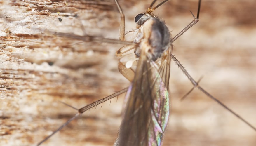 A close-up of a phorid fly on wood.