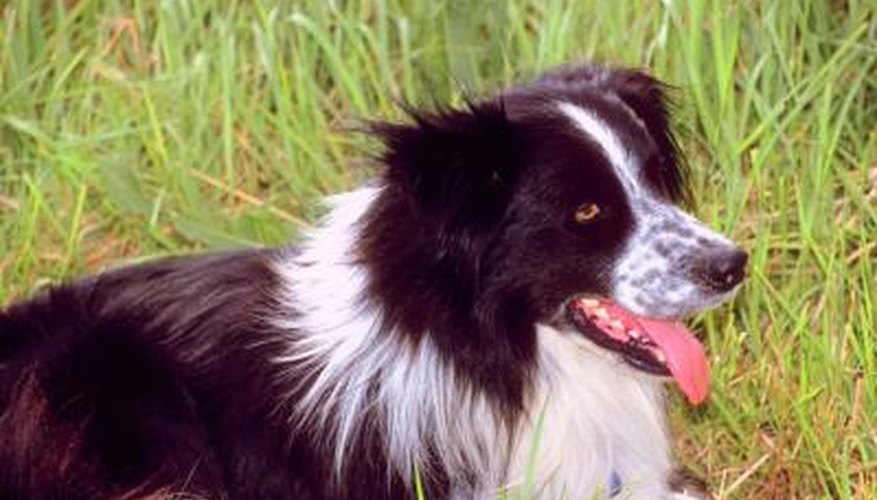 Keep your border collie happy during old age.