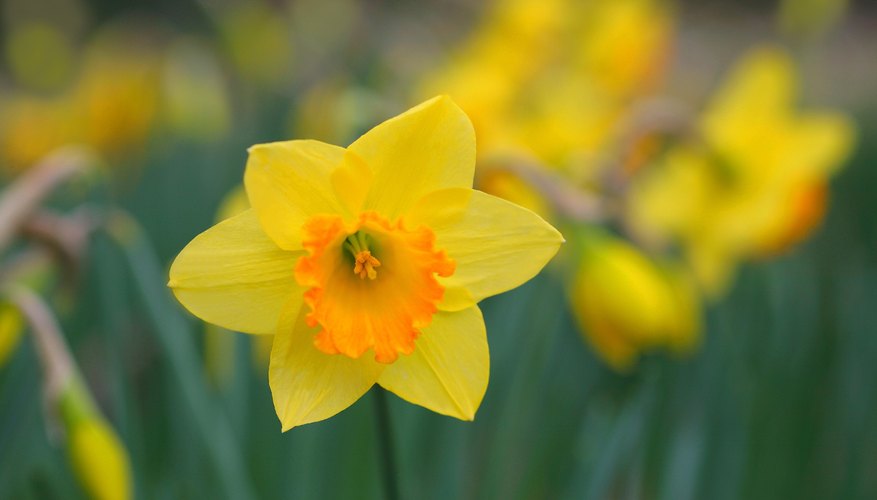 A yellow daffodil.