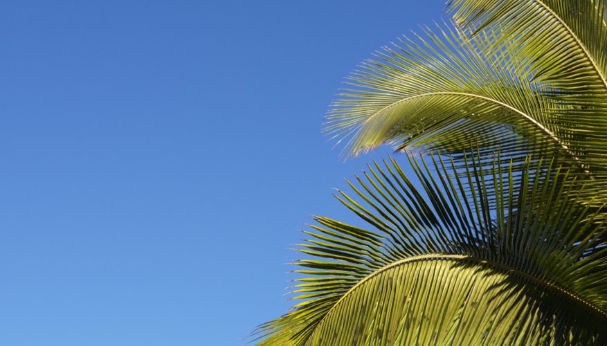 Palm trees have shallow roots.