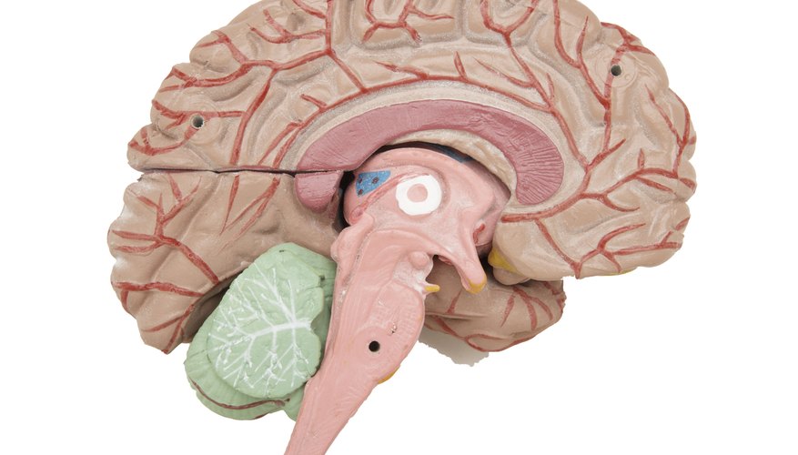 Amaze students by demonstrating the power of the nervous system with illusions and other sense tests.