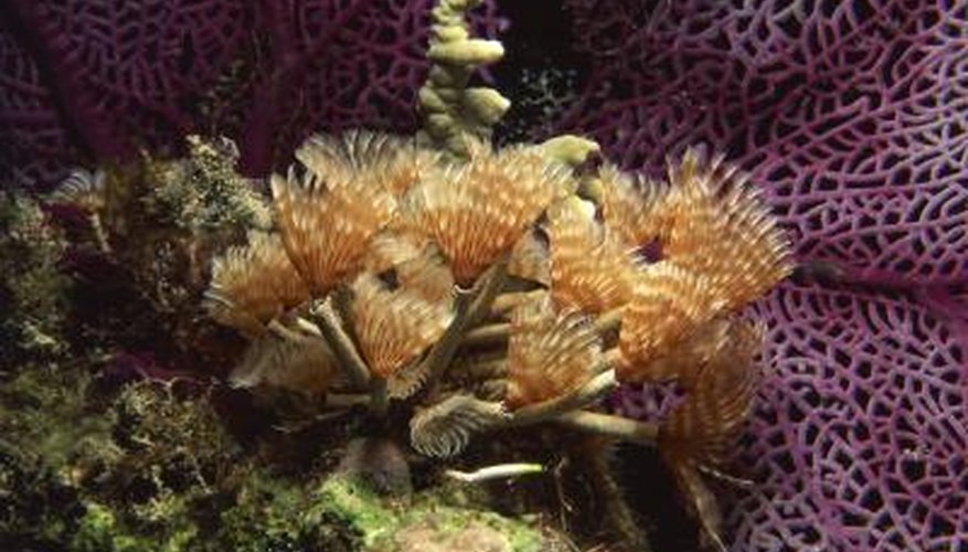 Feather duster worms add beauty to your reef aquarium.