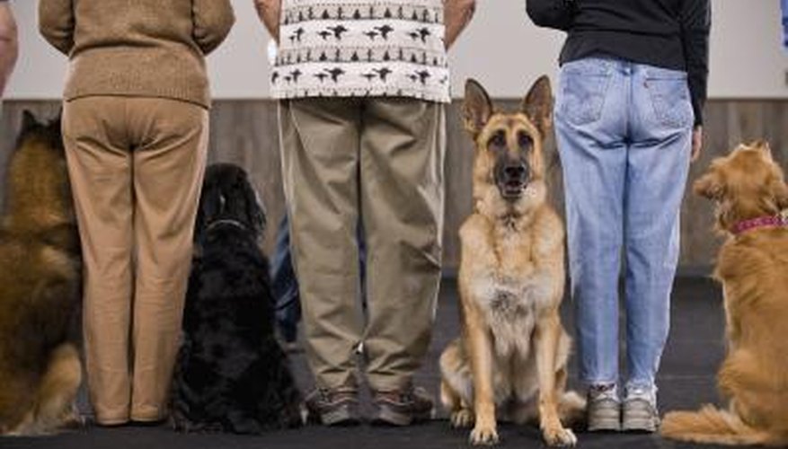 Some pet shops offer obedience training as a service.