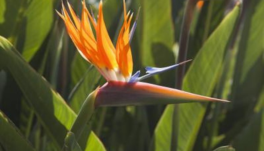 Use two birds of paradise flowers for successful pollination.