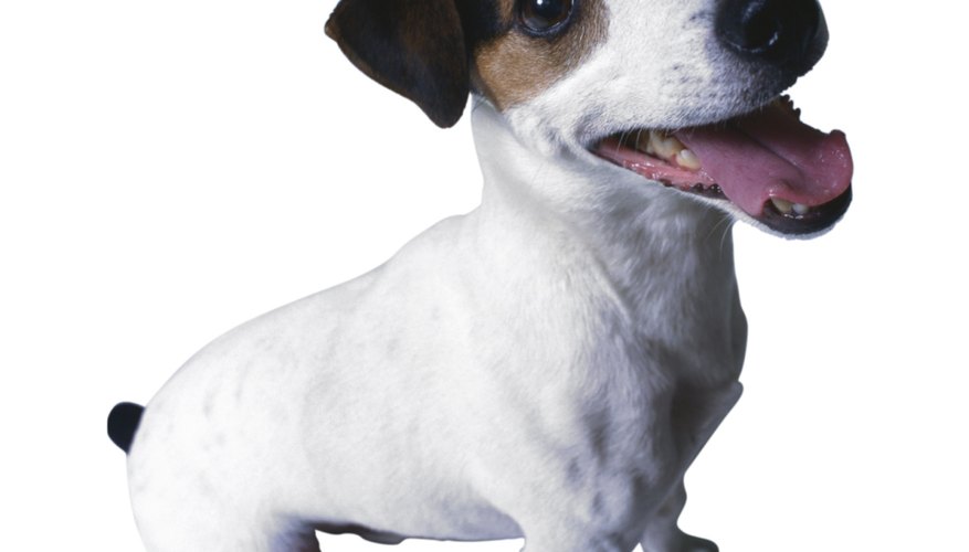Ivan Pavlov famously taught a dog to salivate at the sound of a bell.