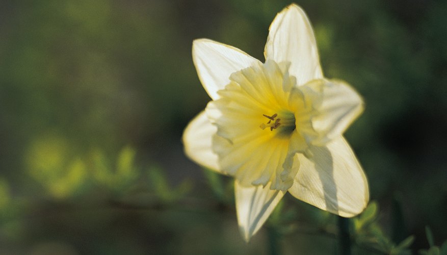 Nemesis turned Narcissus into a flower to punish him for his vanity and selfishness.