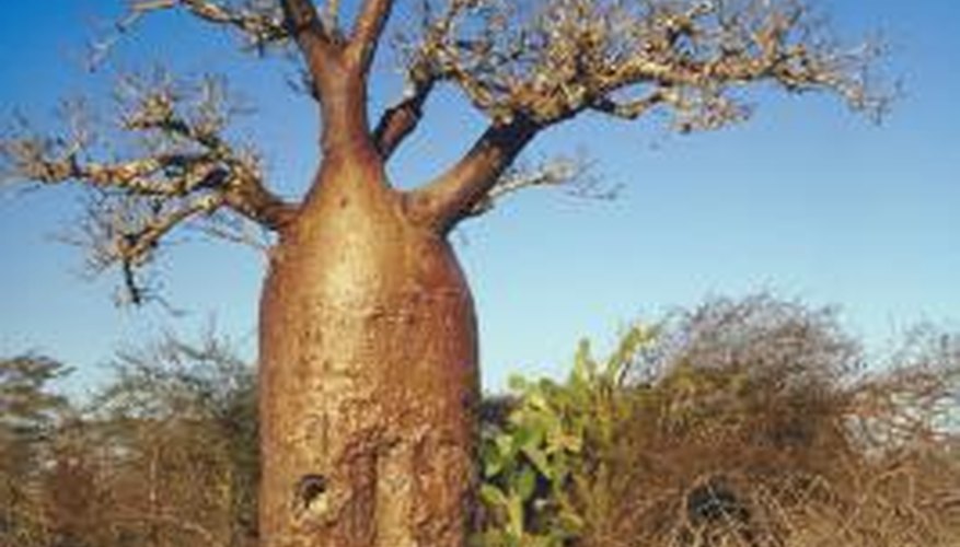 The baobab tree has many distinct adaptations.