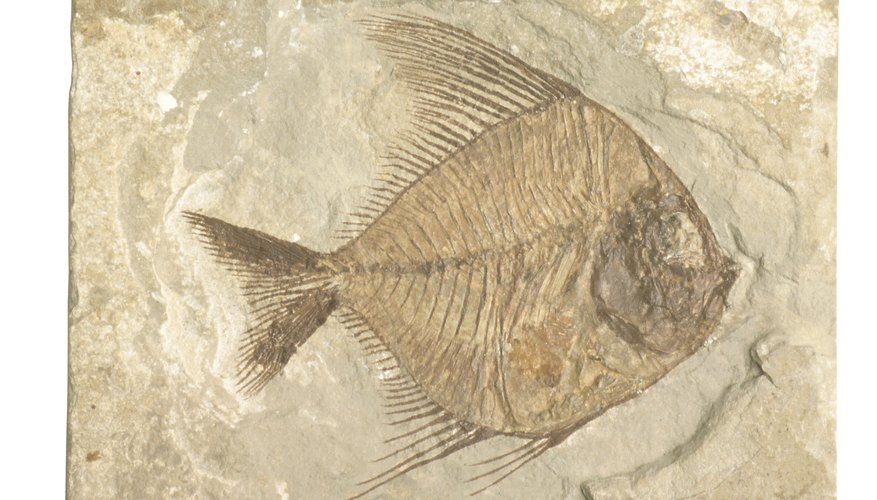Definition of a Preserved Fossil | Sciencing