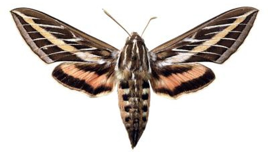 The hummingbird or sphinx moth comes from an underground cocoon.