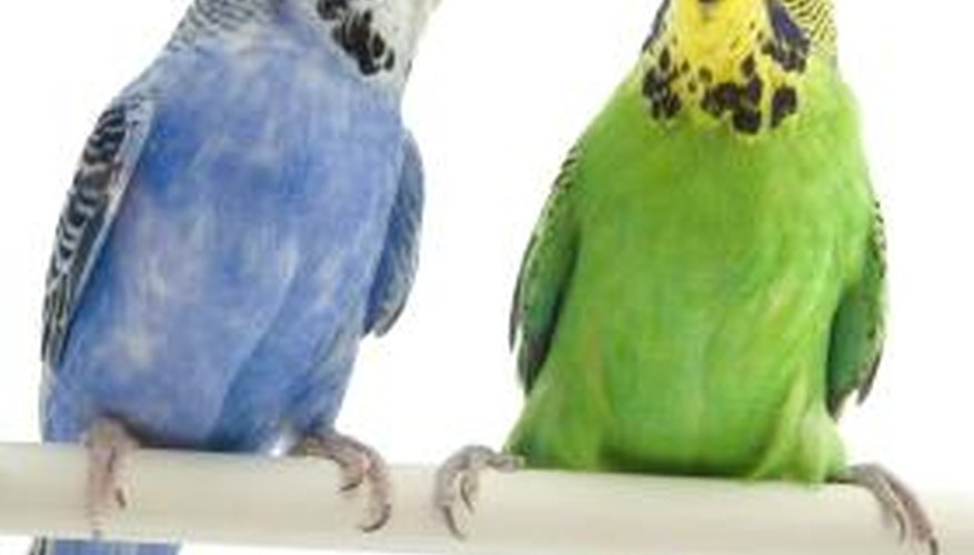 Budgies like to interact with another budgie or their caregiver, while Bourke's are more independent.